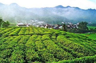 9月2日，財(cái)政部、稅務(wù)總局發(fā)布了關(guān)于繼續(xù)執(zhí)行邊銷(xiāo)茶增值稅政策的公告