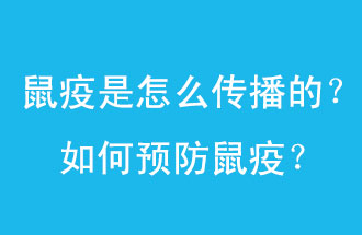 鼠疫是怎么傳播的？如何預(yù)防鼠疫？